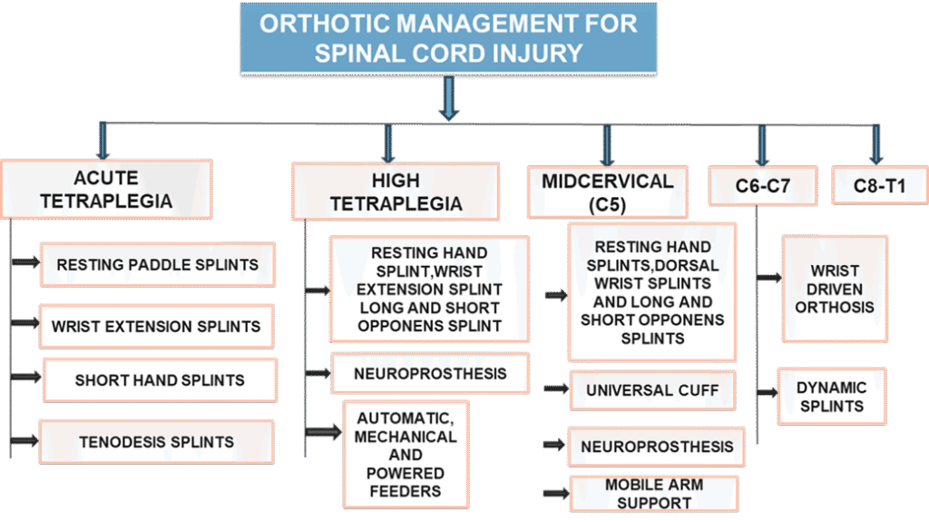 Spinal Cord Injury and Its Orthotic Management 4 Orthotic Management in SCI