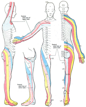 Spinal Cord Injury and Its Orthotic Management 3 Myotome